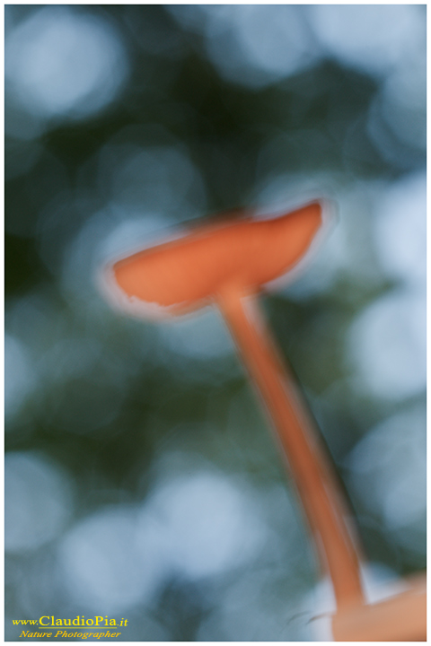 Funghi, toadstools, fungi, fungus, val d'Aveto, Nature photography, macrofotografia, fotografia naturalistica, close-up, mushrooms